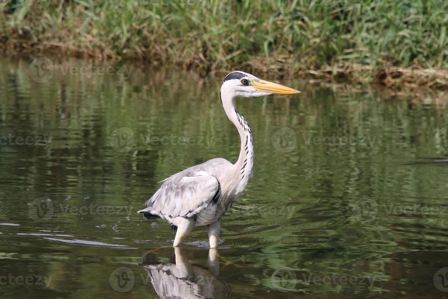 Grey Heron at a water body photo