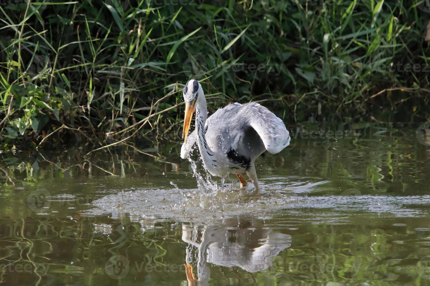 Grey Heron at a water body photo
