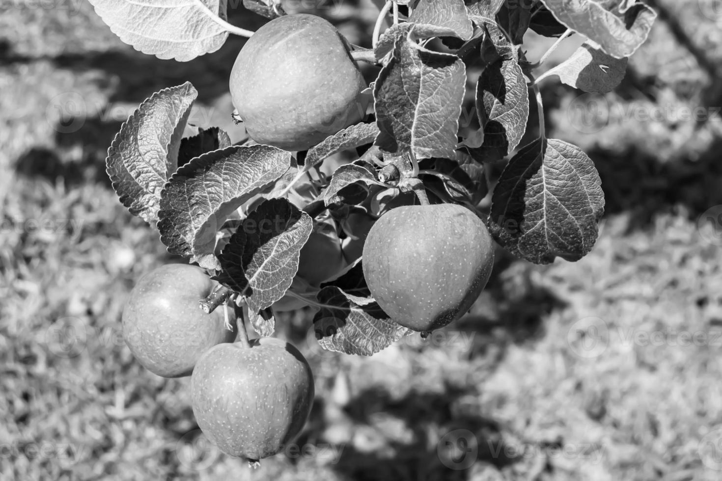 Photography on theme beautiful fruit branch apple tree photo