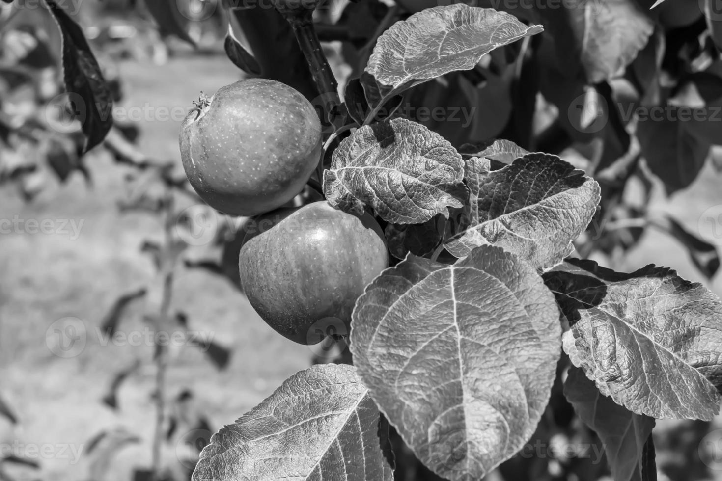 fotografía sobre el tema hermosa fruta rama manzano foto