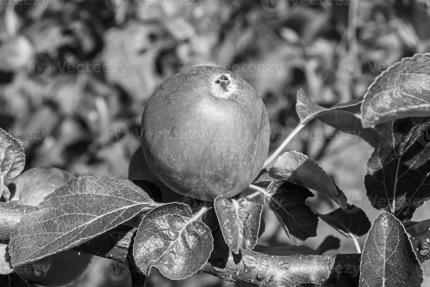 fotografía sobre el tema hermosa fruta rama manzano foto