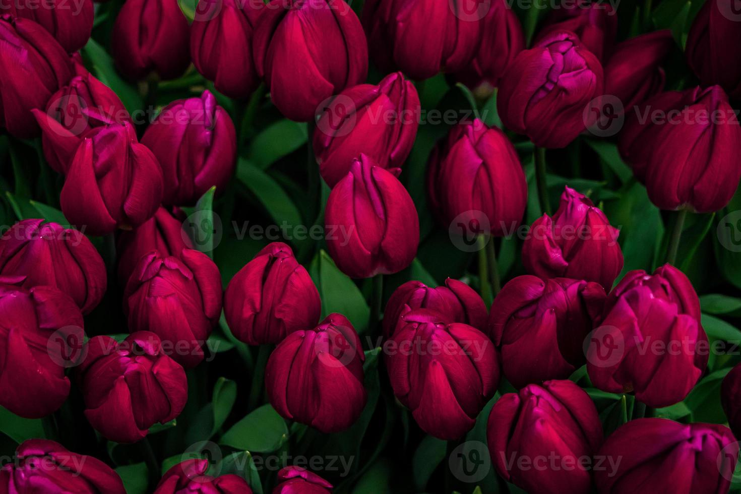 Fresh spring tulips on flower field. Color of the year 2023 - Viva Magenta photo