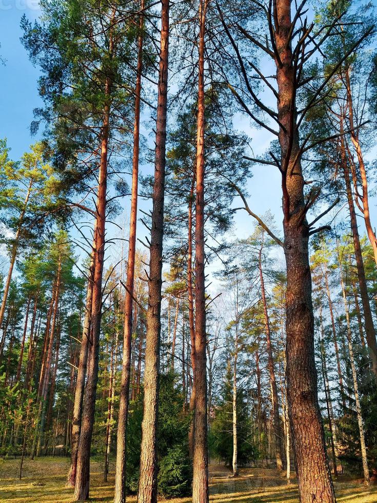 Tall pine trees at sunset. Coniferous forest in sun, natural landscape. photo