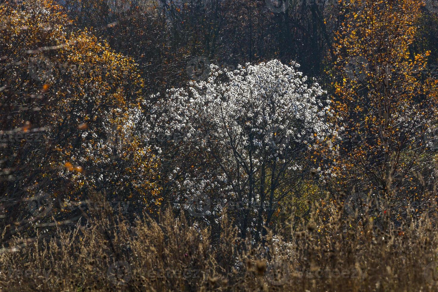 Autumn Landscape With Yellow Leaves on a Sunny Day photo