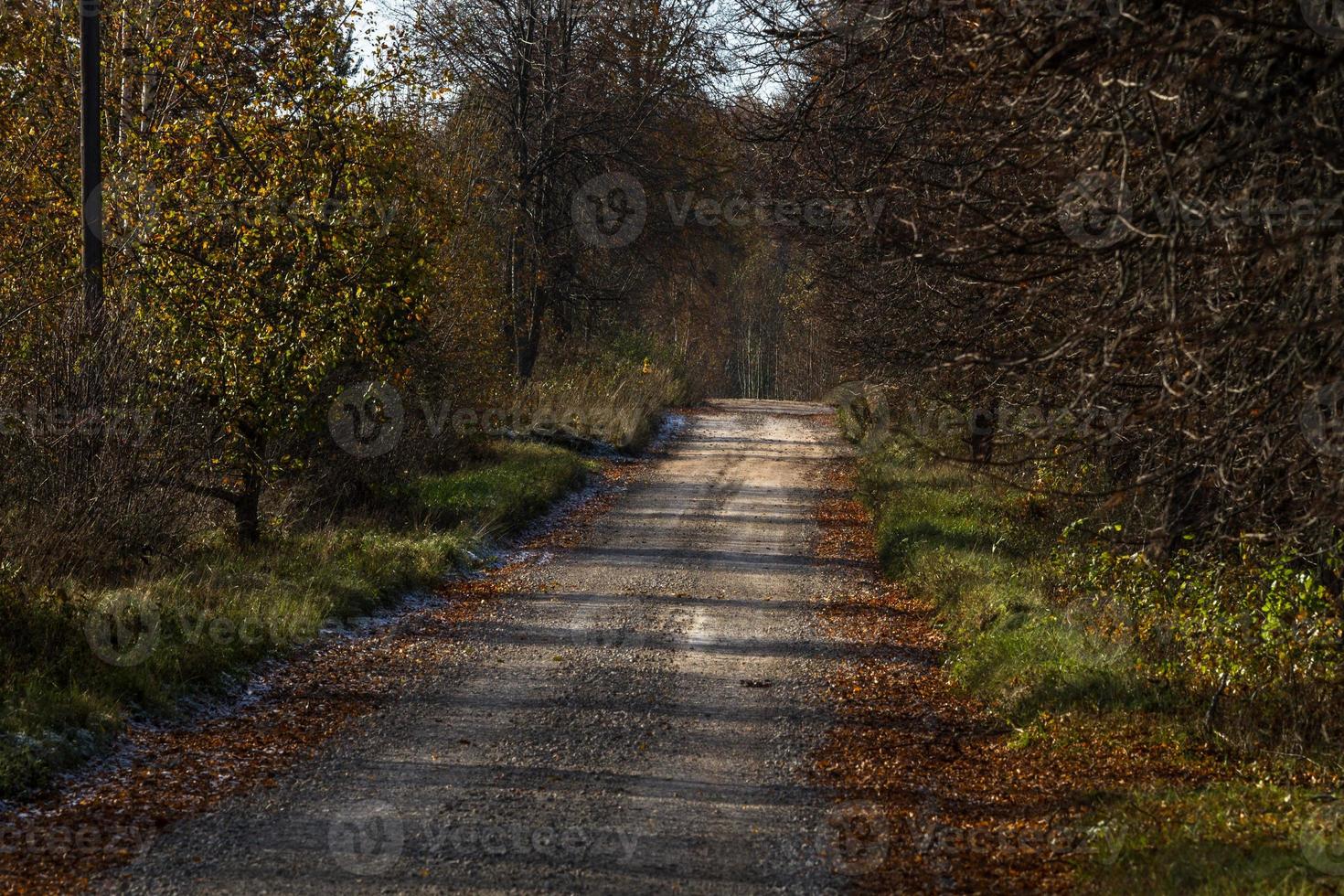 Autumn Landscape With Yellow Leaves on a Sunny Day photo