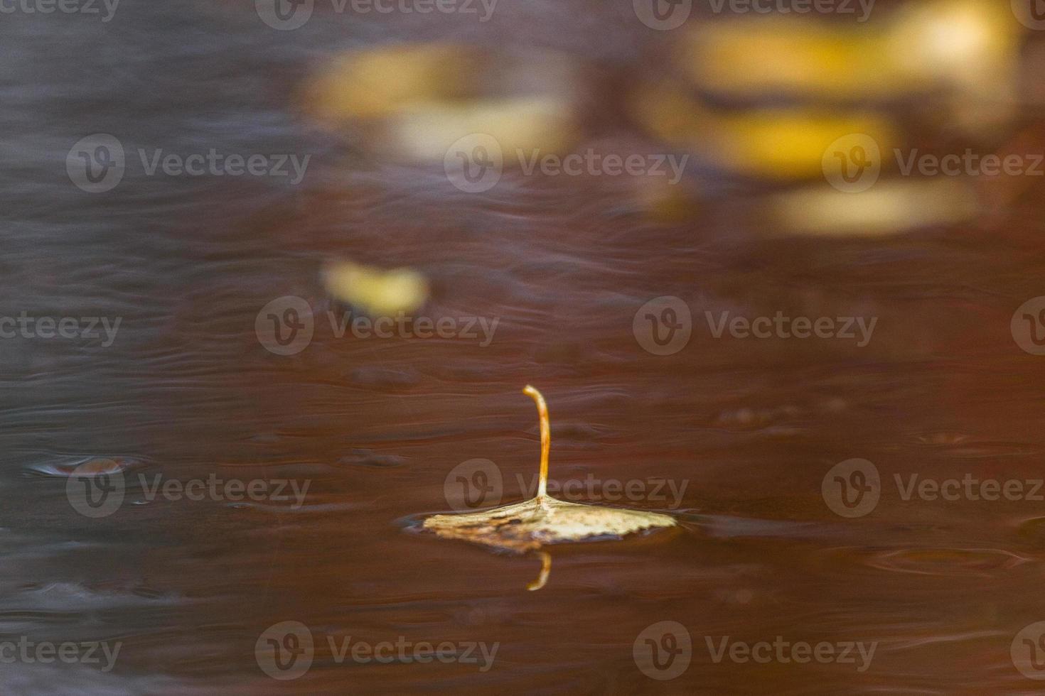 Autumn Landscape With Yellow Leaves on a Sunny Day photo