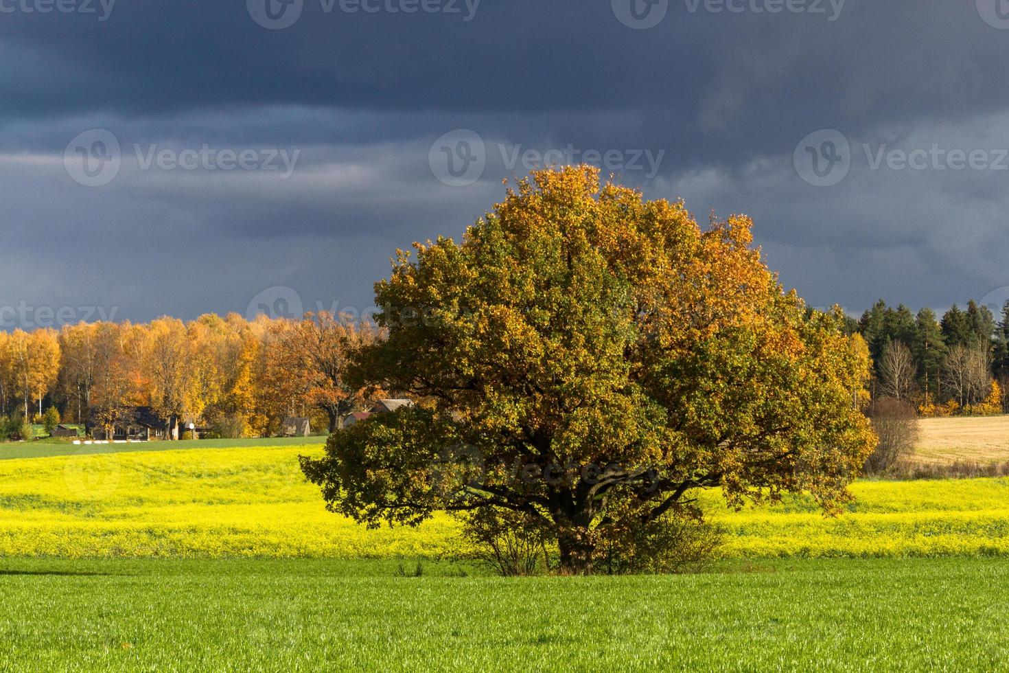 paisaje otoñal con hojas amarillas en un día soleado foto