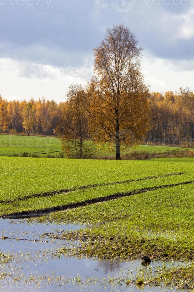 Autumn Landscape With Yellow Leaves on a Sunny Day photo