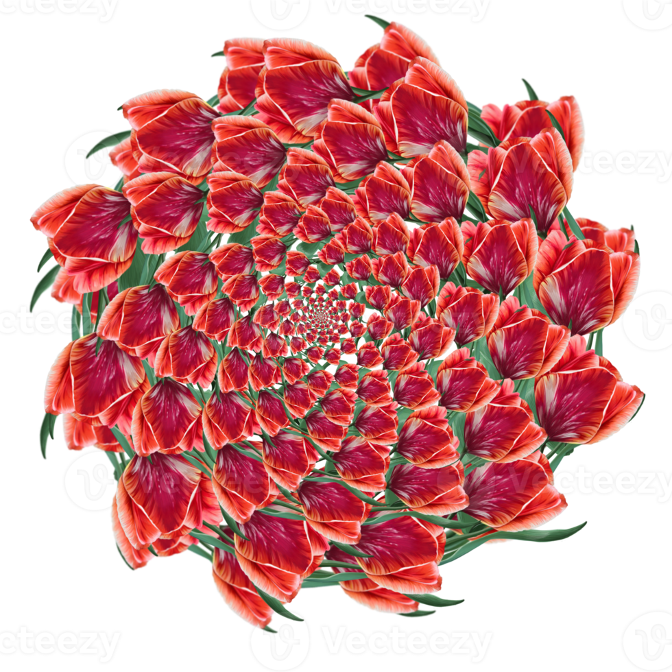 background of red tulips illustration png