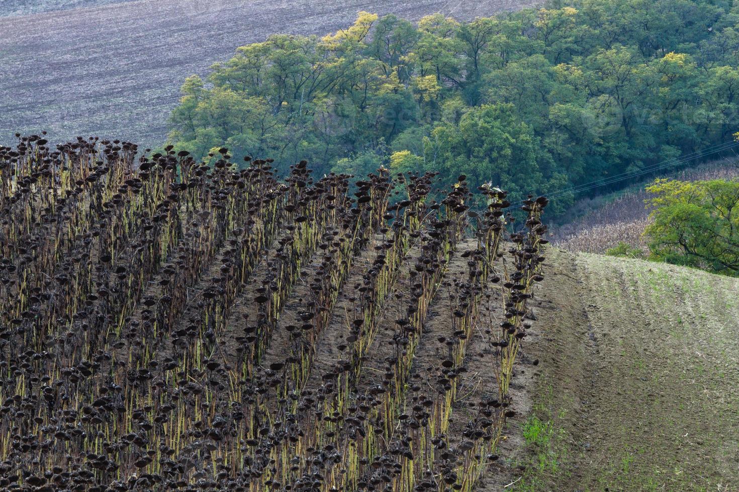 paisaje otoñal en los campos de moravia foto