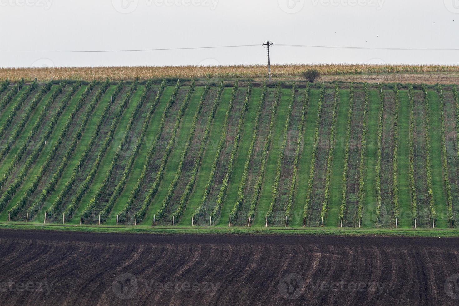 paisaje otoñal en los campos de moravia foto