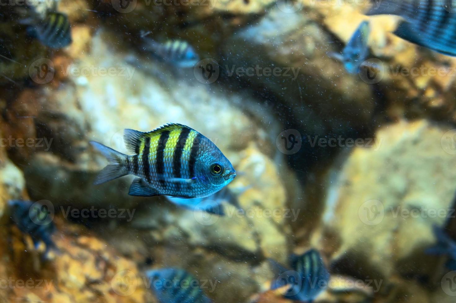 Fish Indo Pacific sergeant Abudefduf vaigiensis photo