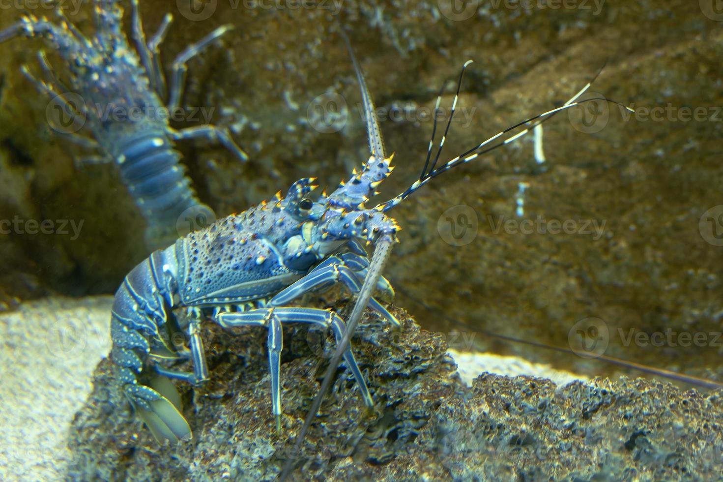 langosta espinosa azul en ambiente acuático foto