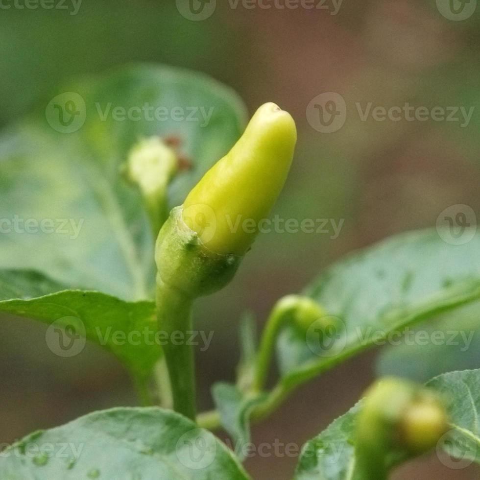 Chili tree in the garden photo