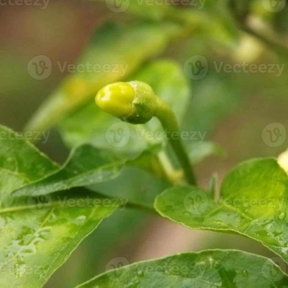 Chili tree in the garden photo