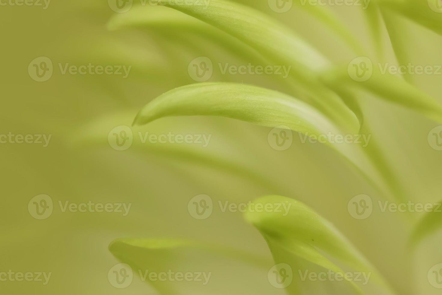 Un primer plano extremo de pétalos de flores de margarita verde con poca profundidad de campo foto