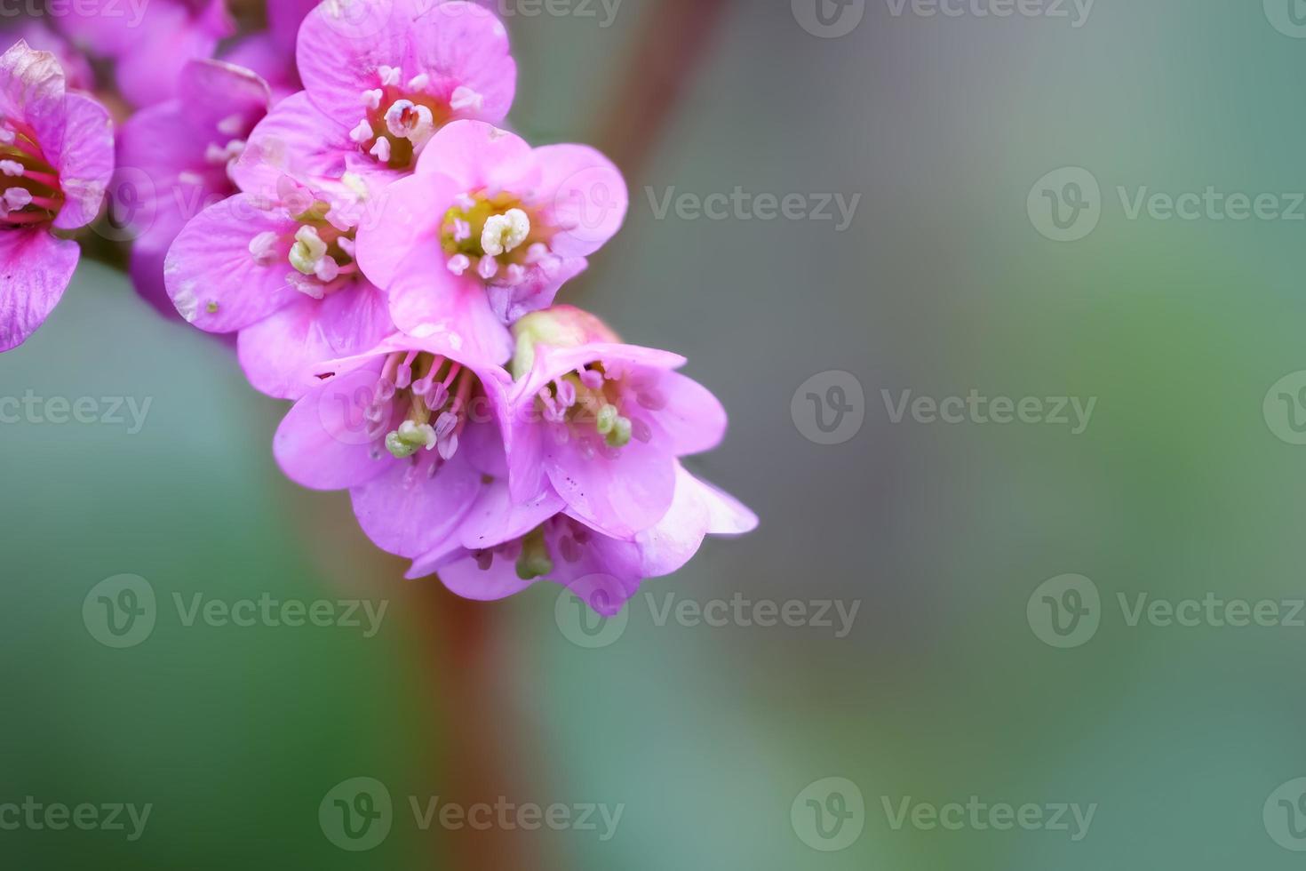 Close up view of Primrose flowers with shallow depth of field photo
