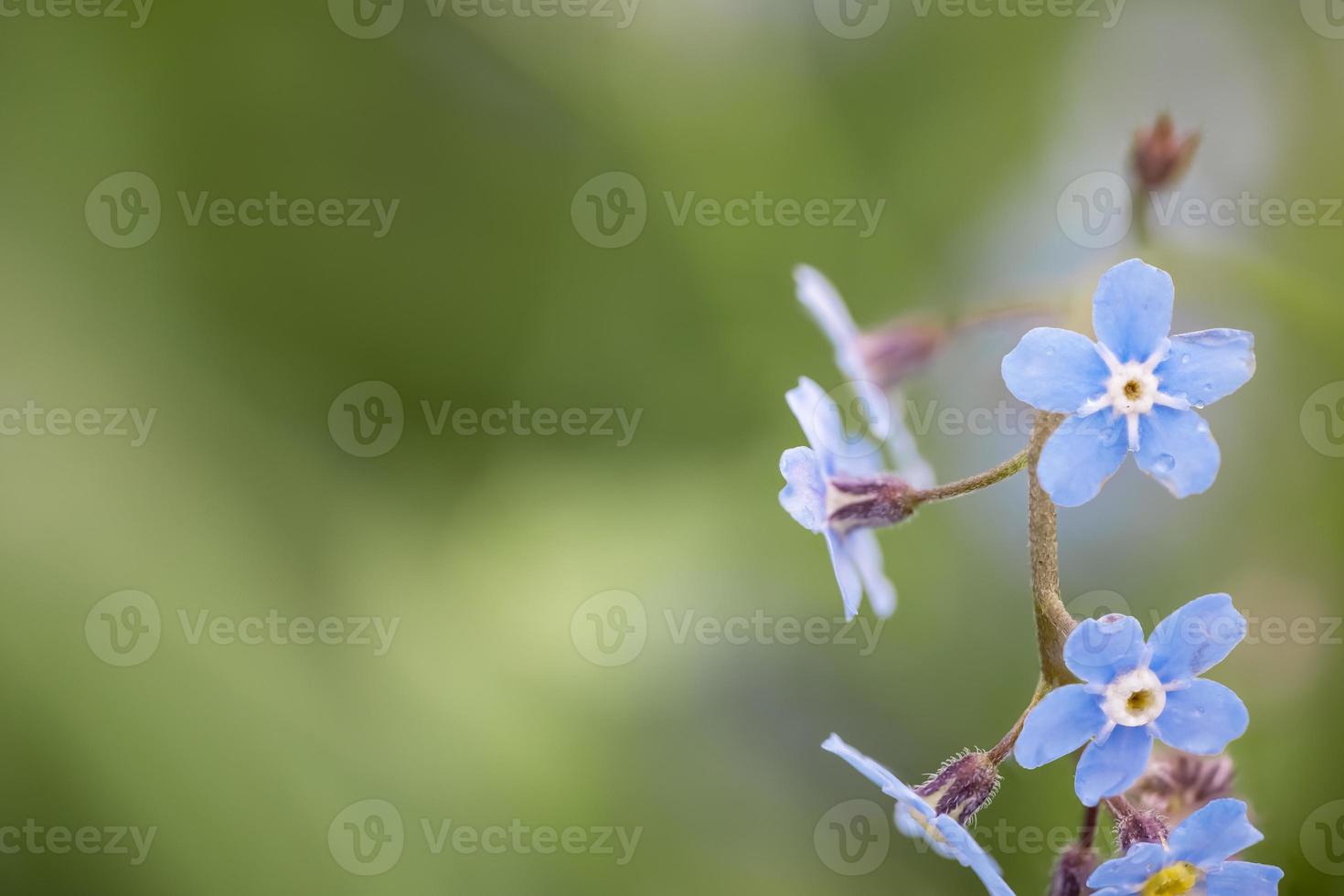 Close up view of forget me not flowers in meadow , focus stacked image photo