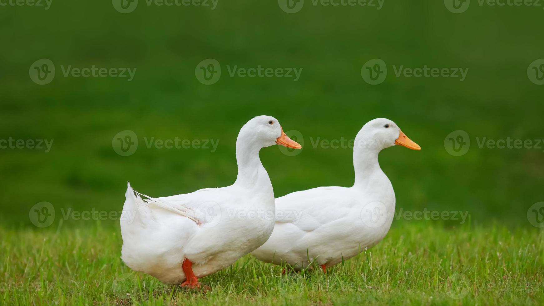dos patos blancos caminando en el prado foto