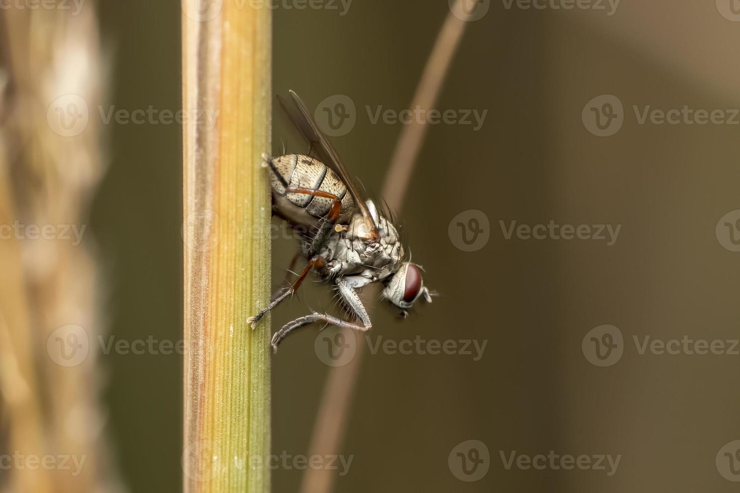 Close up shot of tiny fly on tall grass photo