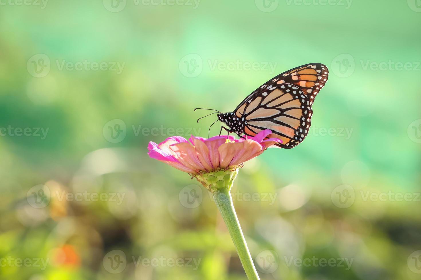 mariposa monarca en una flor de margarita gerber recogiendo polen. foto