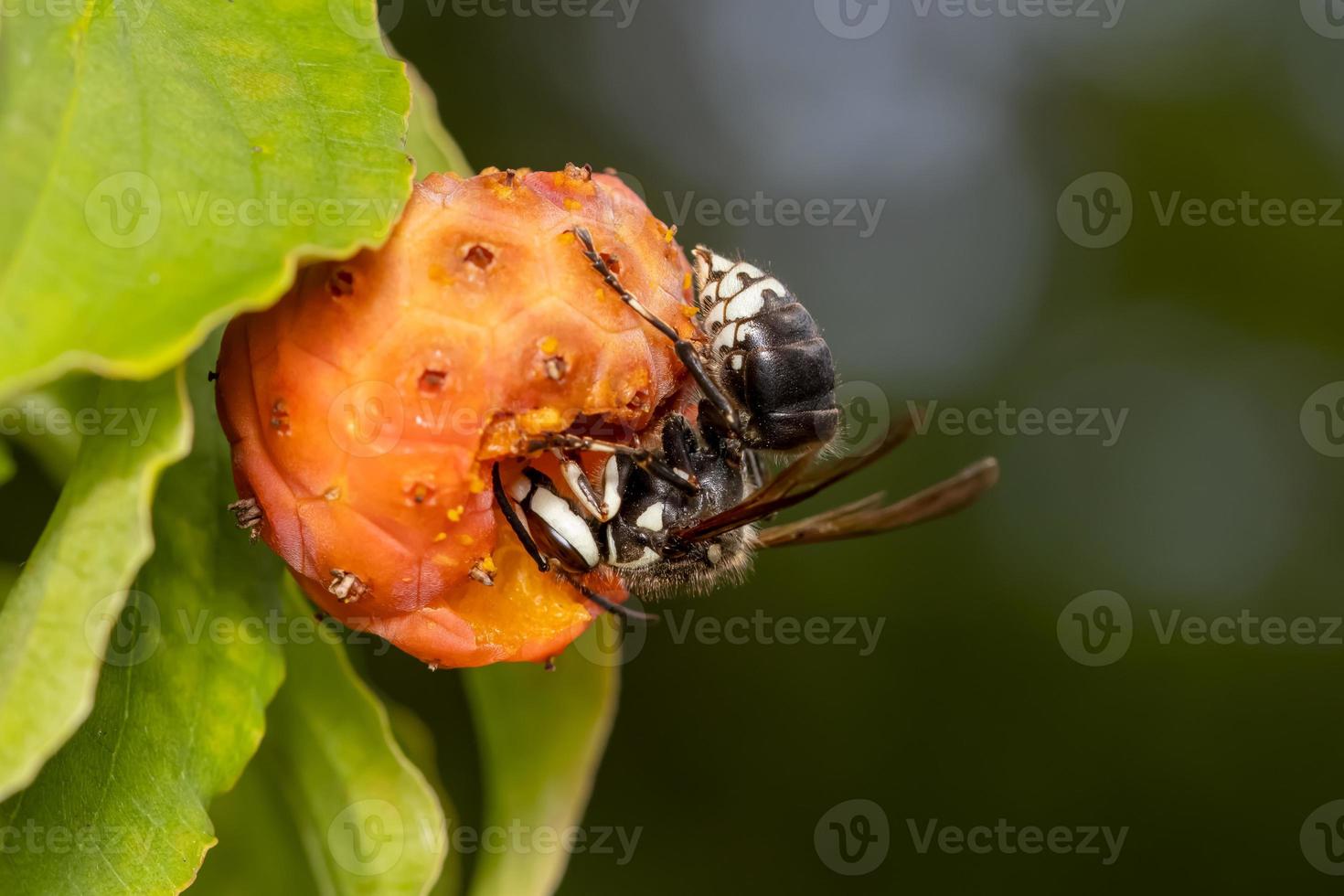 Close up shot of Wasp on a wild berry fruit photo