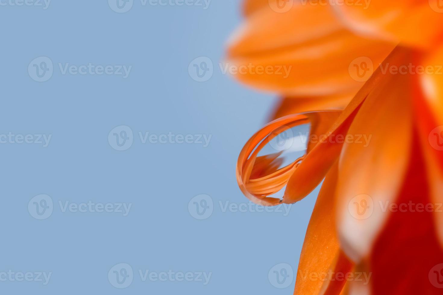 primer plano de una gota de agua en una flor de margarita gerber foto