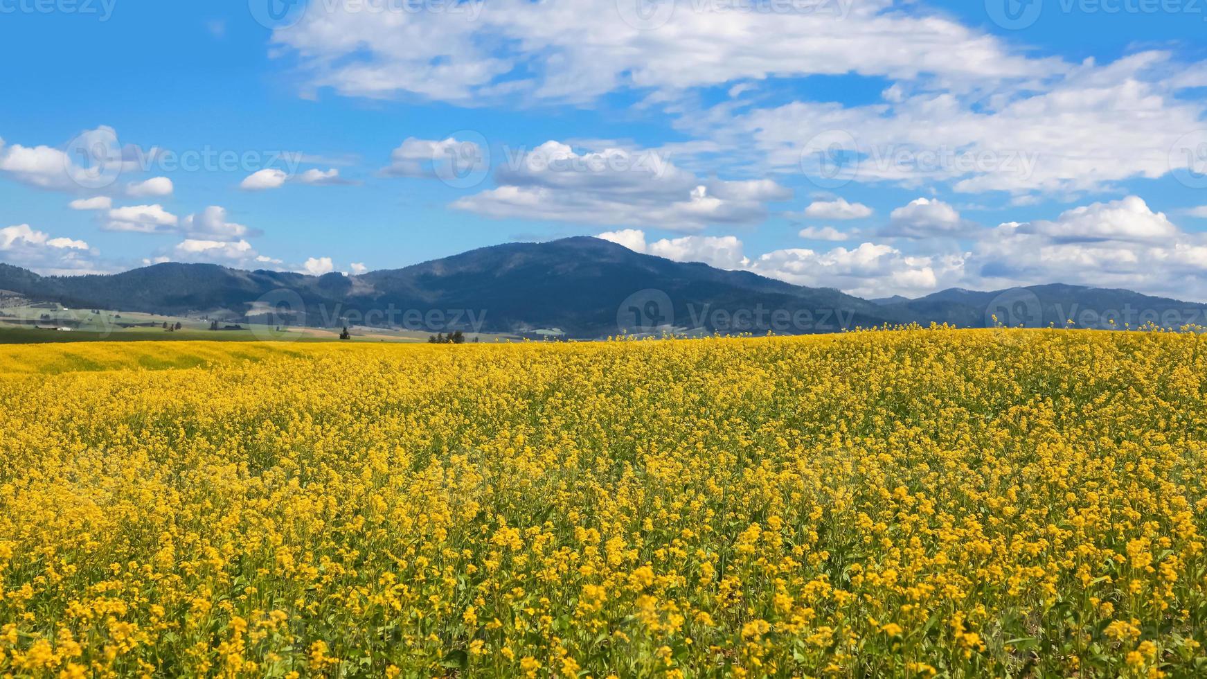 Beautiful rapeseed fields in Washington state during summer time near Palouse. photo