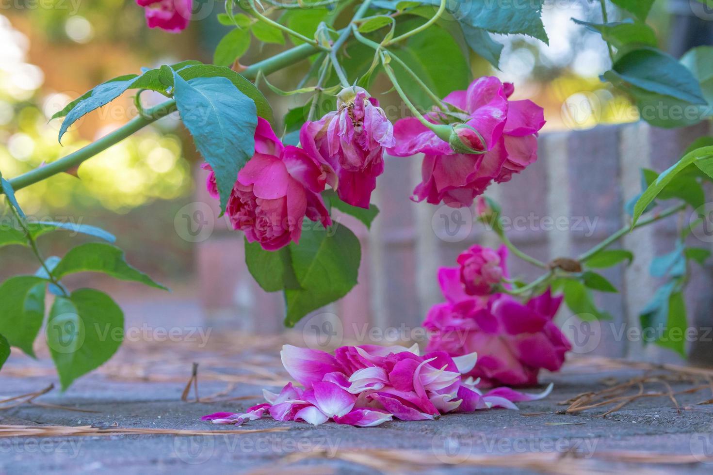 Bright pink roses in the garden. photo