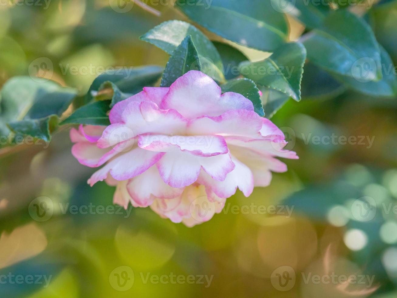 A white double flower with a pink margin. photo