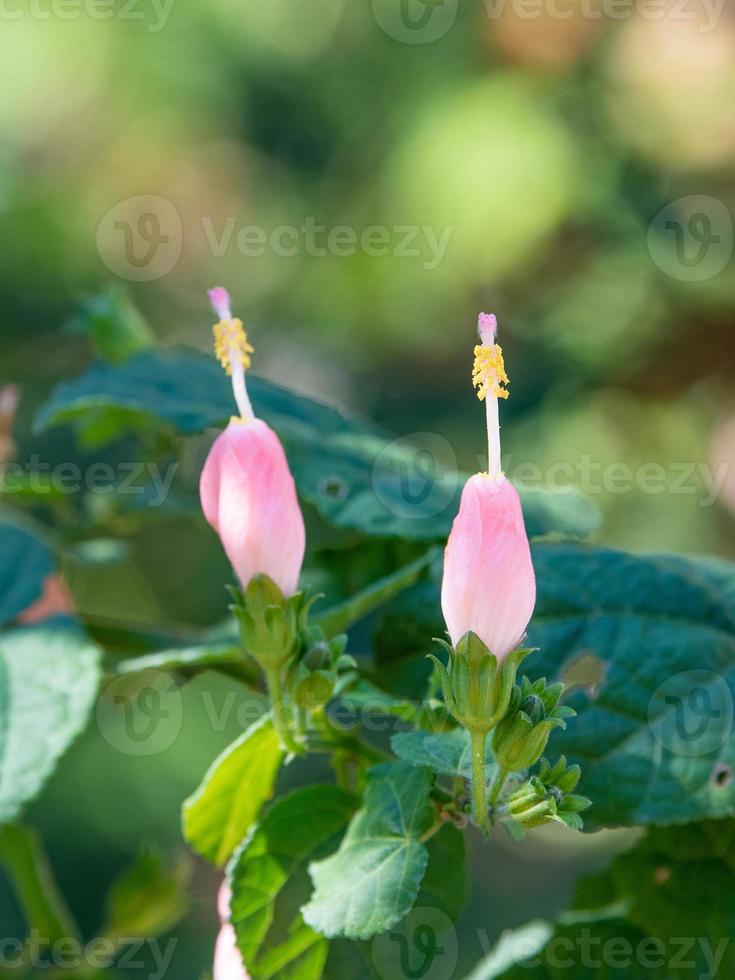 dos flores de color rosa pálido con delicados estambres sobre un fondo verde. foto