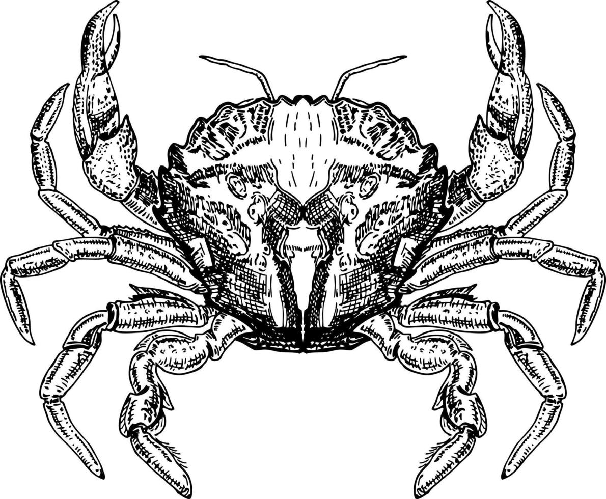 Crab sketch vector icon. Ocean crab drawing. Isolated symbol for seafood restaurant sign or emblem, fishing club or fishery market.