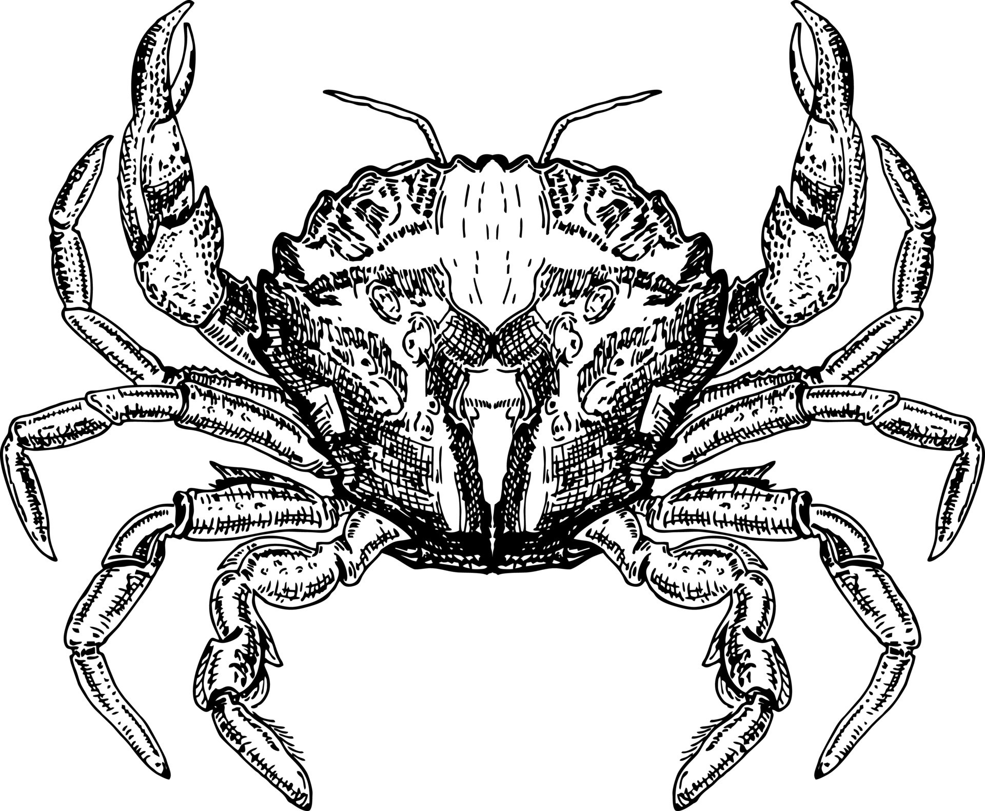 Crab sketch vector icon. Ocean crab drawing. Isolated symbol for