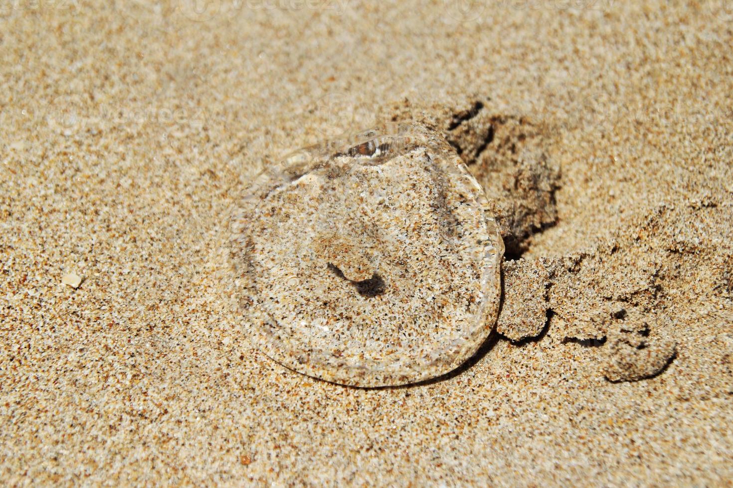 Travel to island Koh Lanta, Thailand. Transparent jellyfish on the