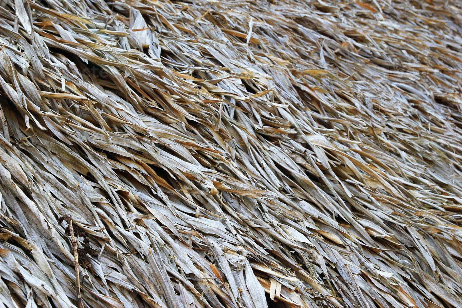 Travel to Chiang Mai, Thailand. A surface of the thatched roof of house for background. photo