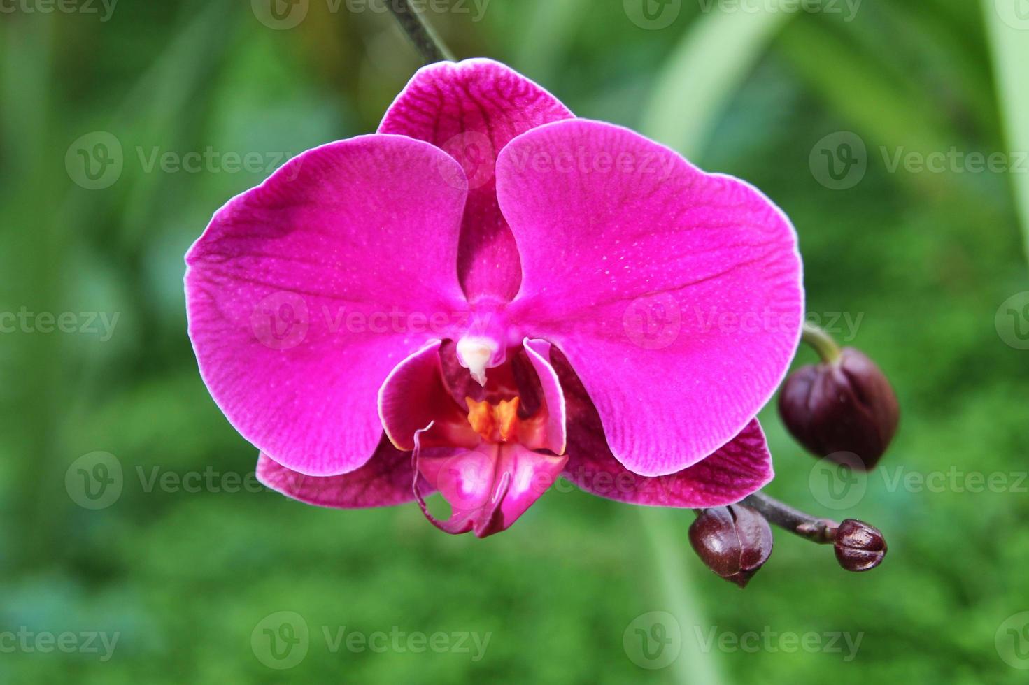 Travel to Chiangmai, Thailand. The flowers of the pink orchids on the branch. photo