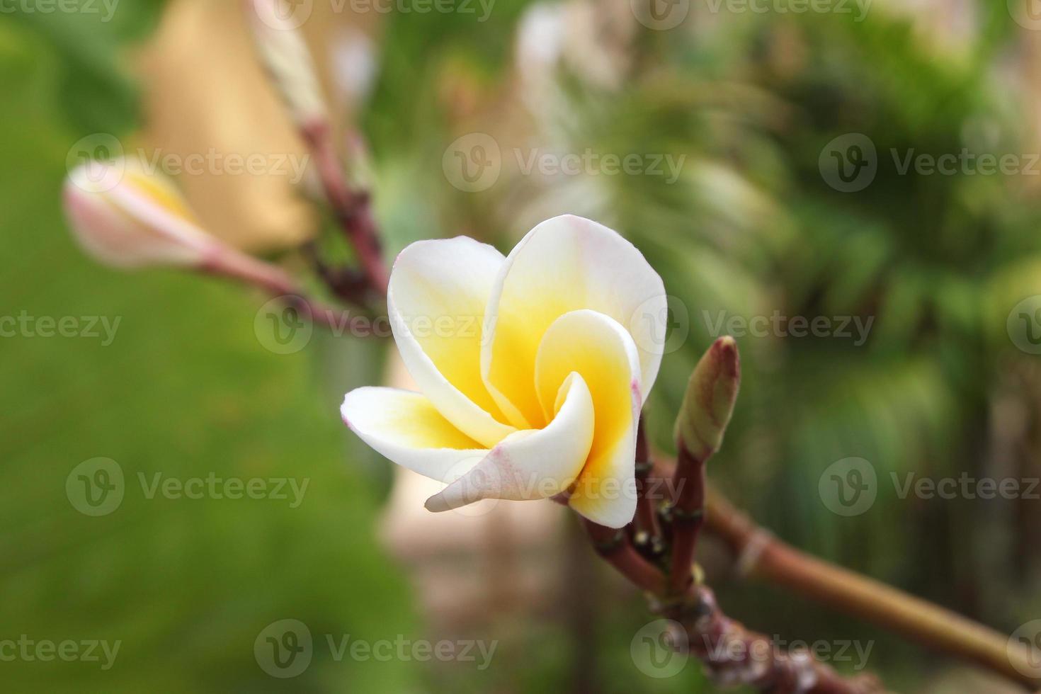 viaje a la isla phi phi, tailandia. flores blancas y amarillas de plumeria en la rama del parque. foto