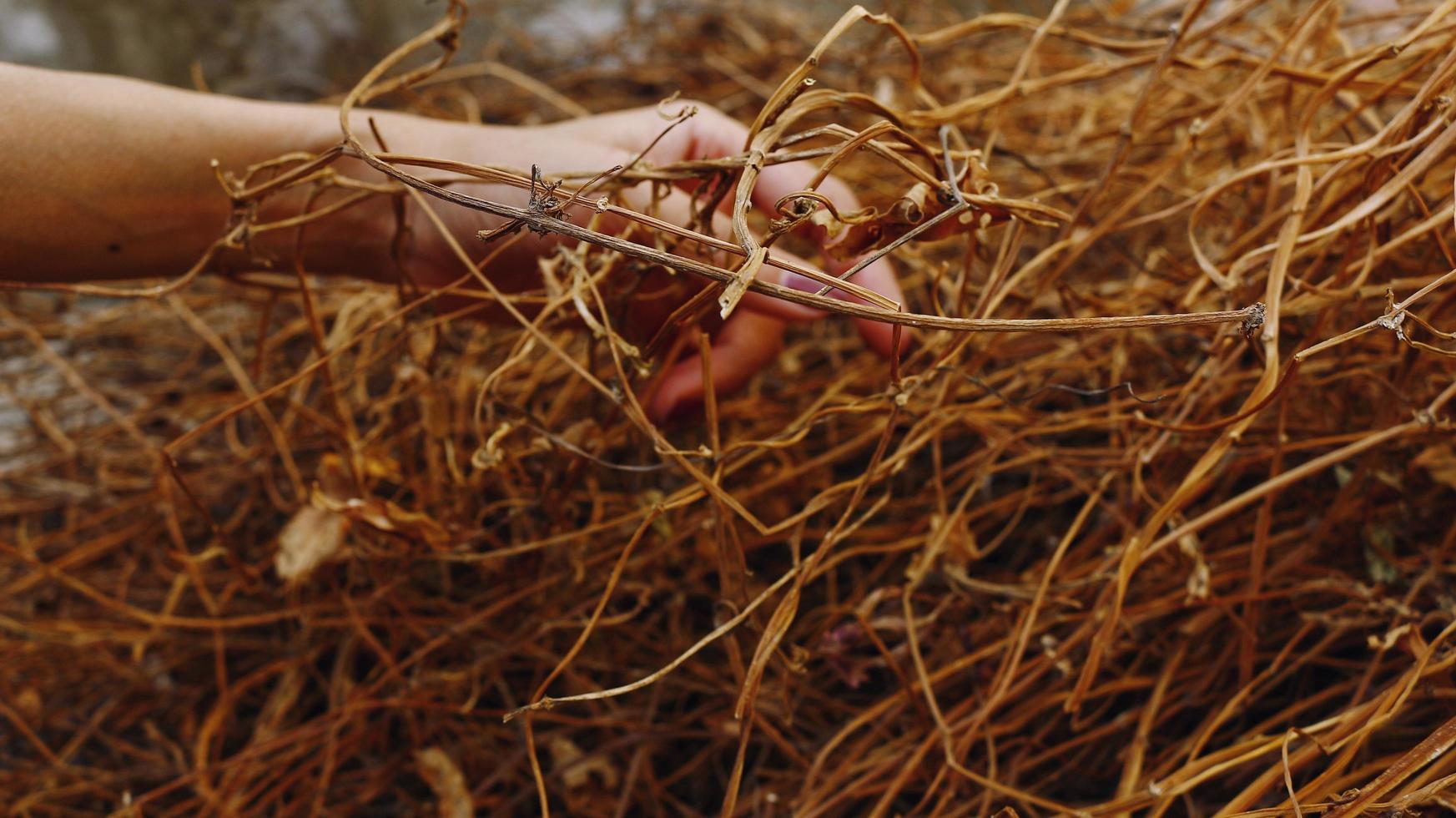 Woman Holding Dried Leaves photo