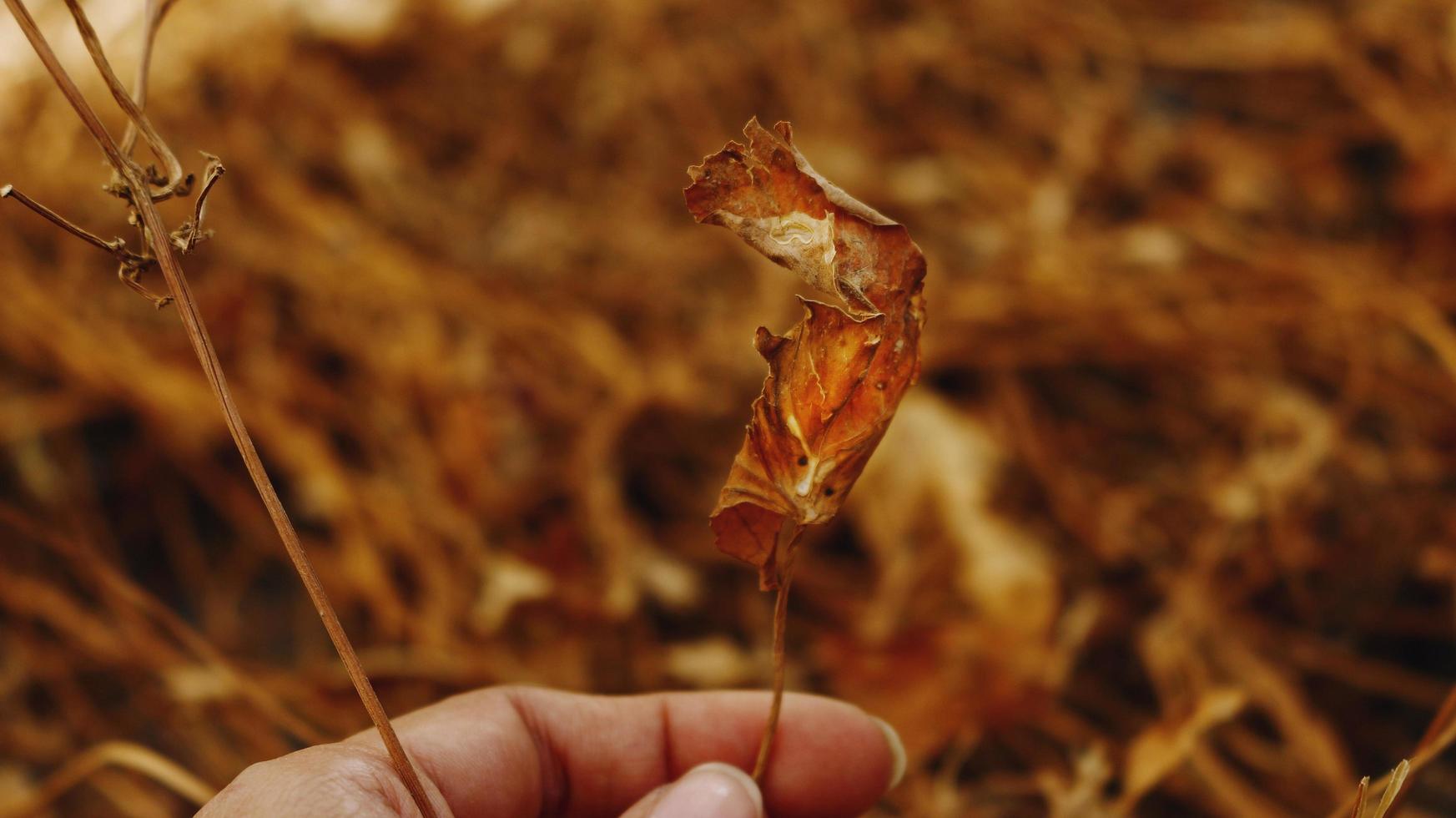 Woman Holding Dried Leaves photo