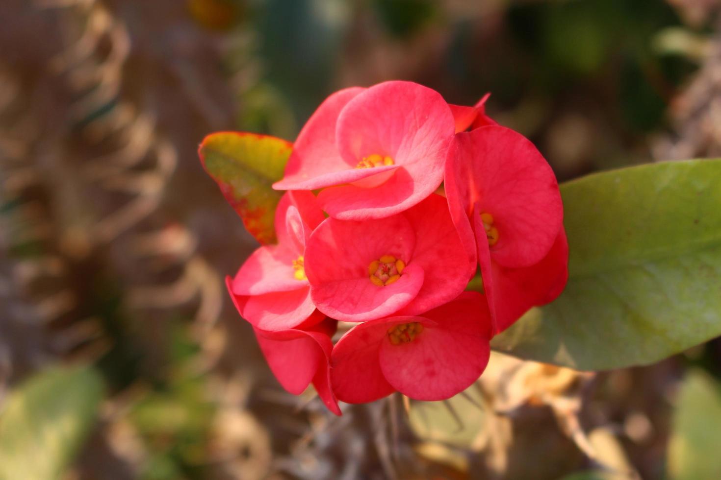 Closeup Of Flower In Outdoor Garden photo