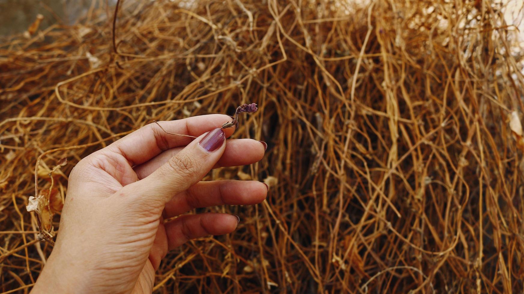 Woman Holding Dried Leaves photo