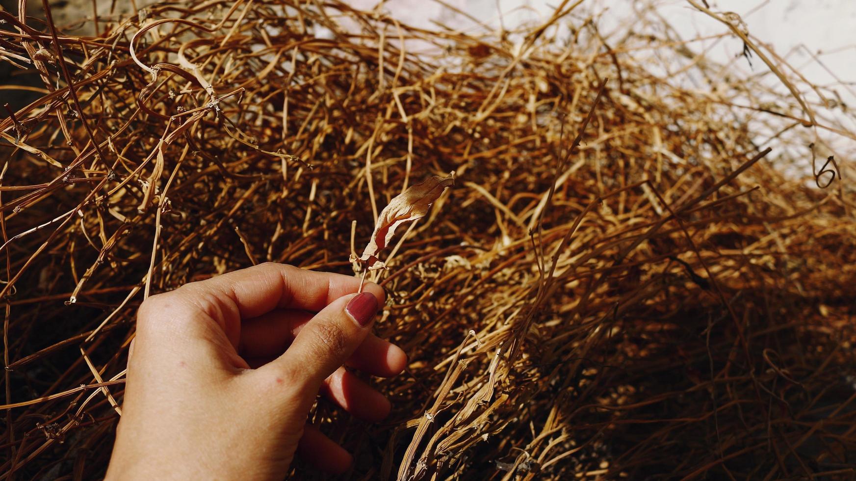 Woman Holding Dried Leaves photo