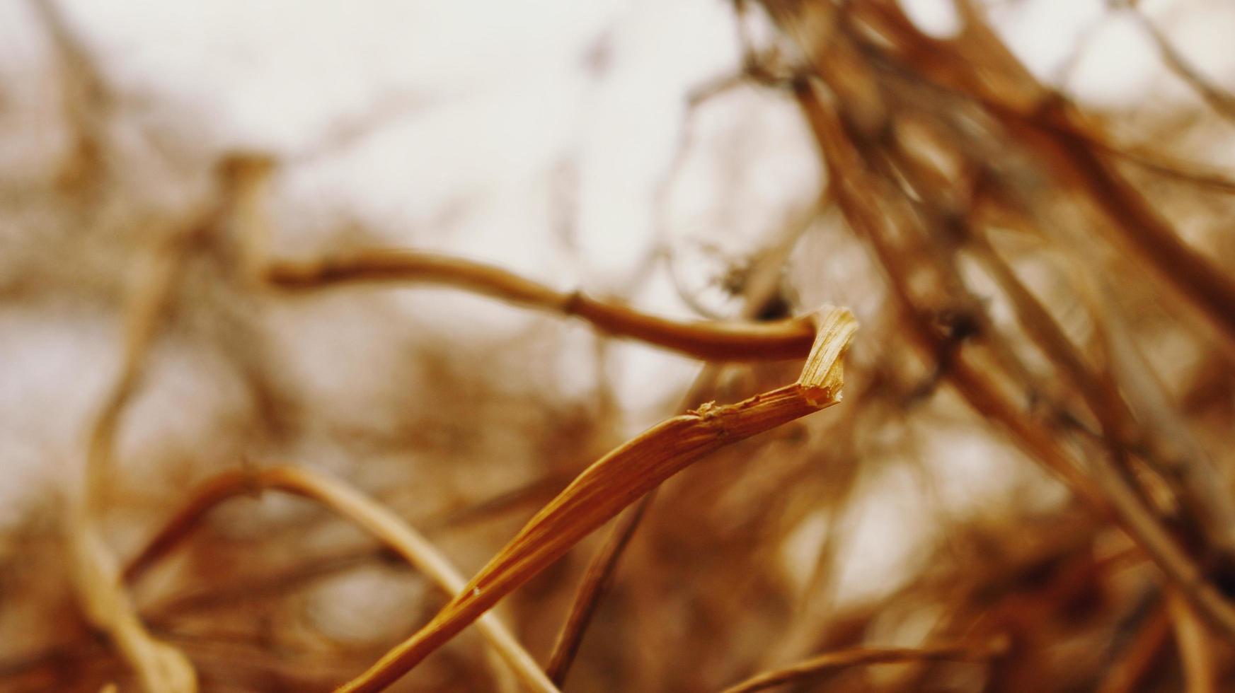 Closeup Of Dried Leaves and Twigs In Forest photo