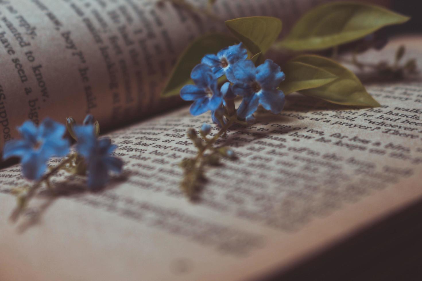 Tiny Purple Flowers In Old Vintage Book photo