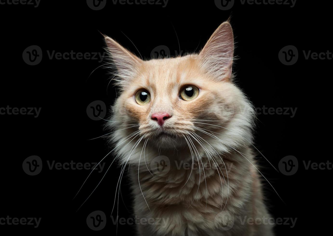 portrait of a red cat on a black background photo