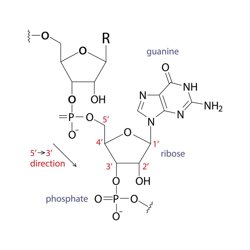 Signo de estructura química de ARN aislado sobre fondo blanco. vector