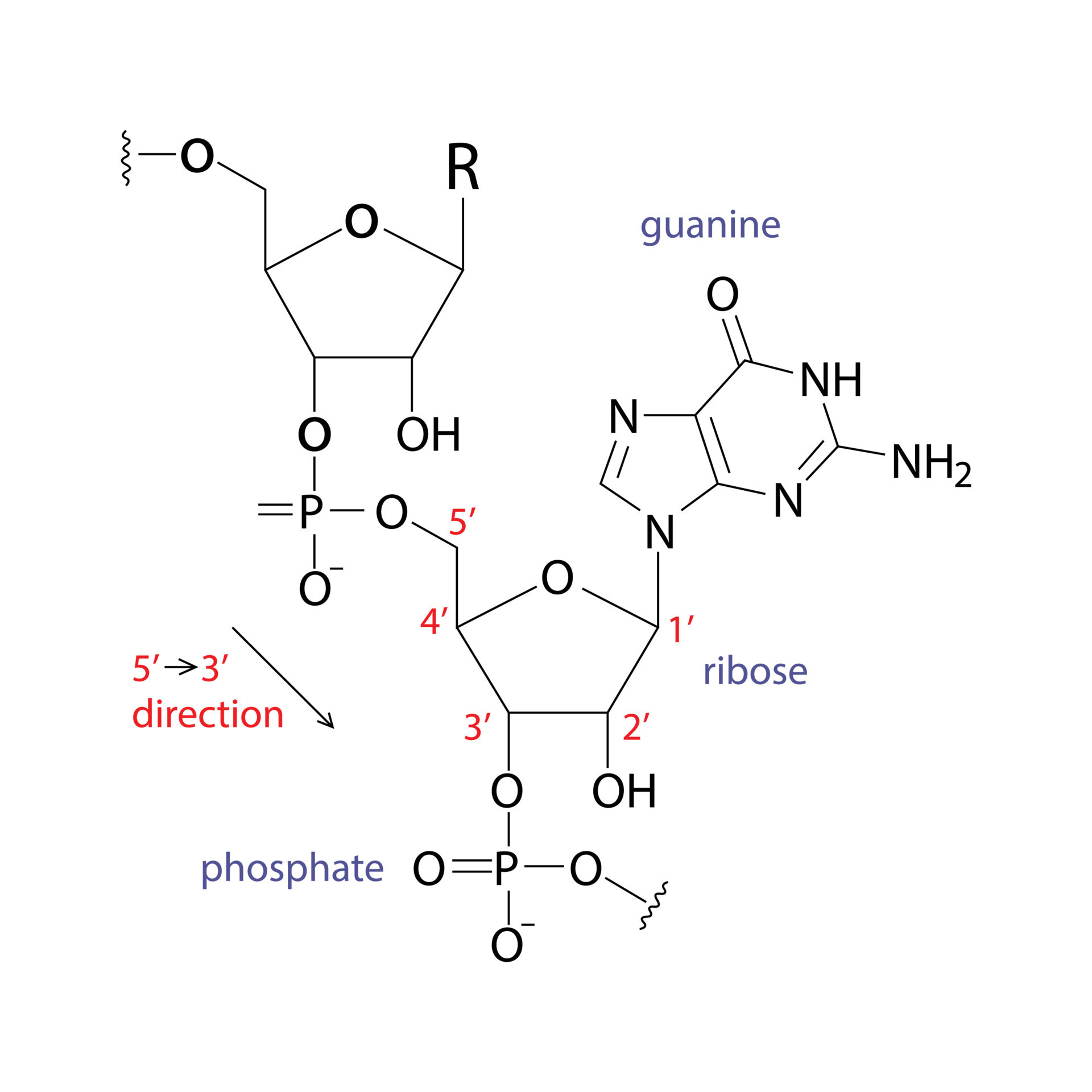 Signo de estructura química de ARN aislado sobre fondo blanco. 15274052