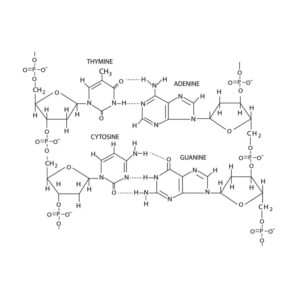 dna chemical structure isolated on white background vector