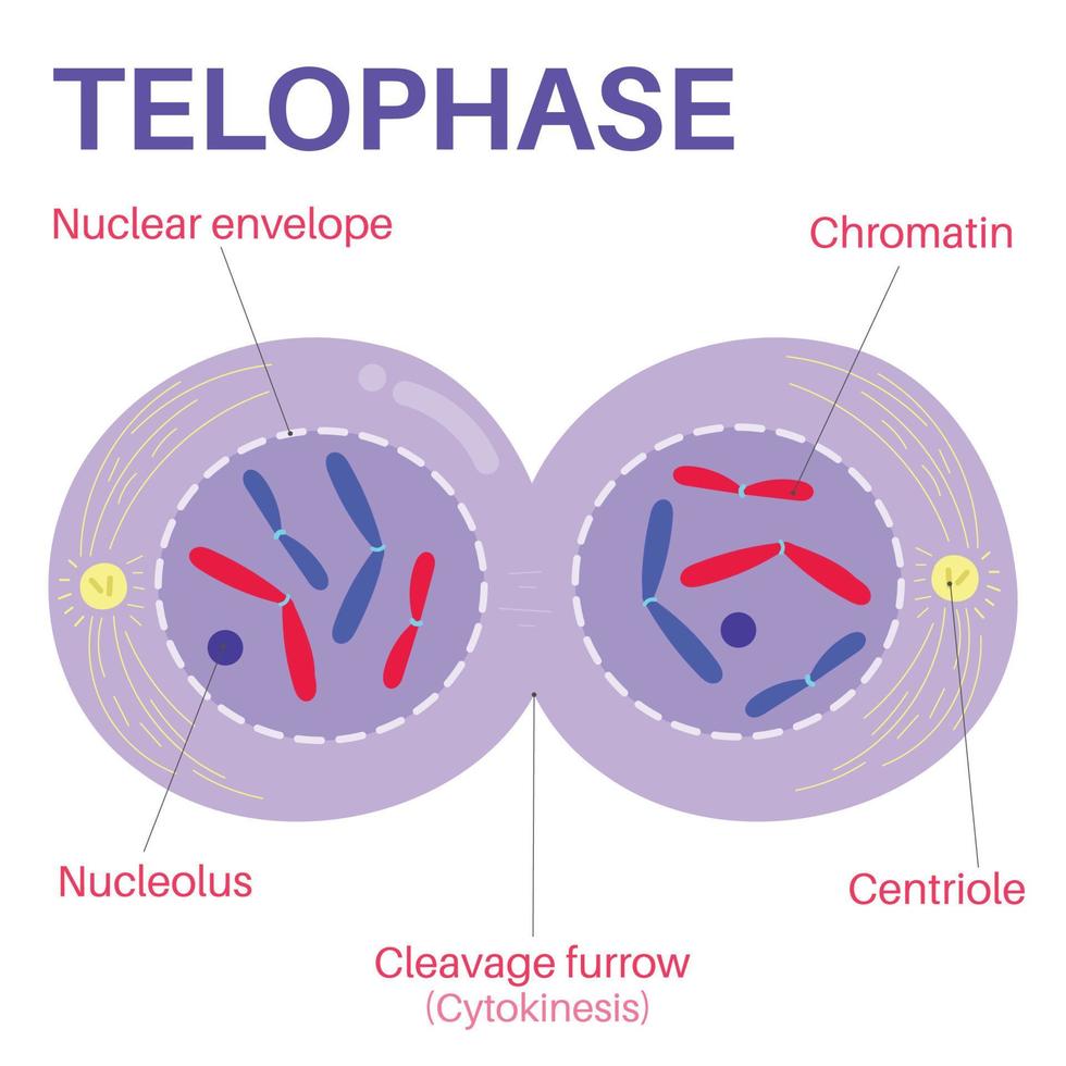 La telofase es la fase final de la mitosis. vector