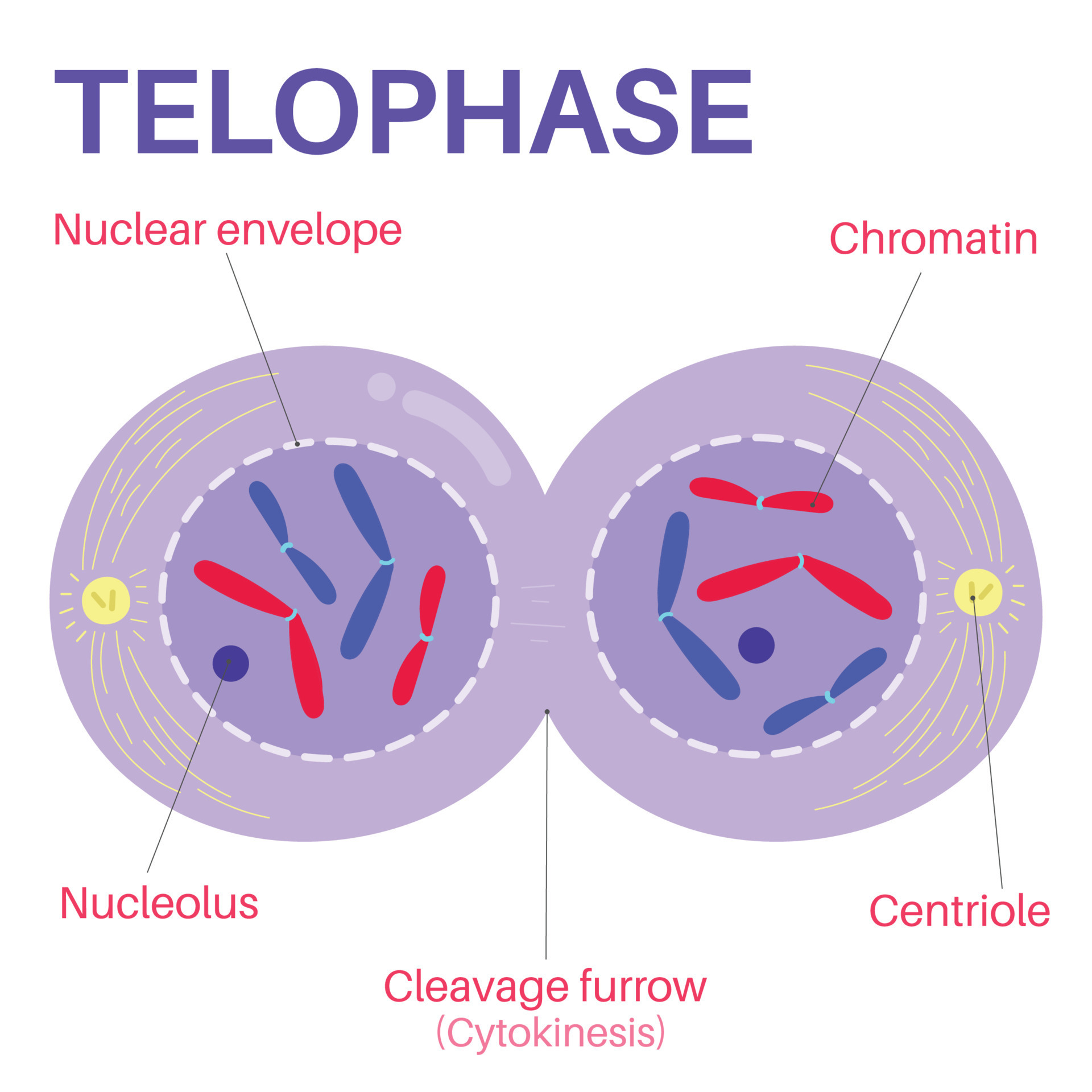 Telophase is the final phase of mitosis. 15274240 Vector Art at Vecteezy Biology Diagrams